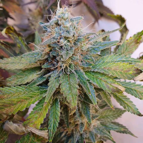 White Roquefort growlog timeline photo