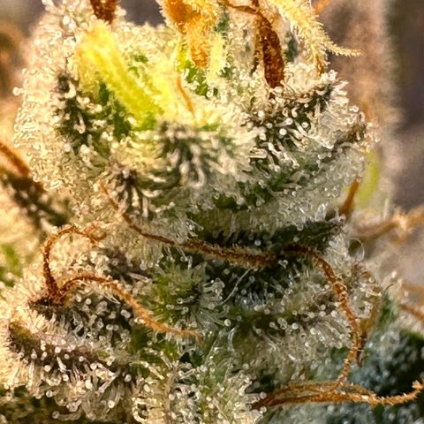 Sour Fields #2 growlog timeline photo