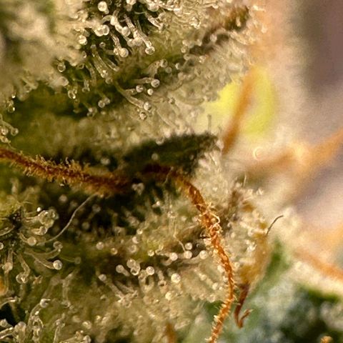 Sour Fields #2 growlog timeline photo