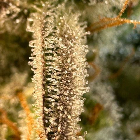 Sour Fields #2 growlog timeline photo