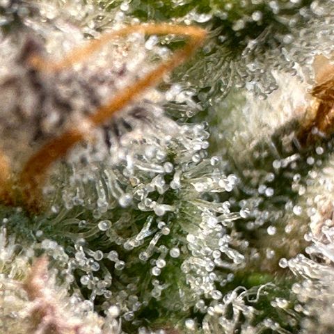 Sour Fields #2 growlog timeline photo