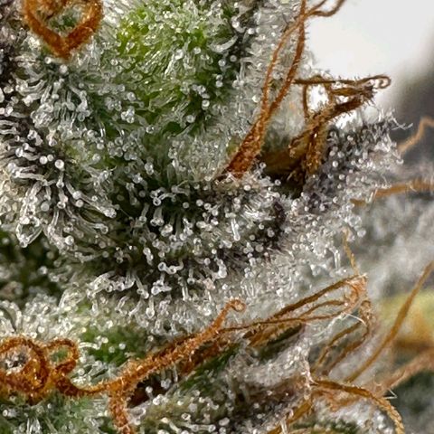 Sour Fields #2 growlog timeline photo