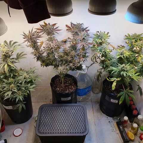 Sour Fields #2 growlog timeline photo