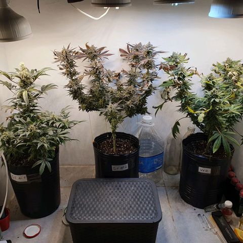 Sour Fields #2 growlog timeline photo