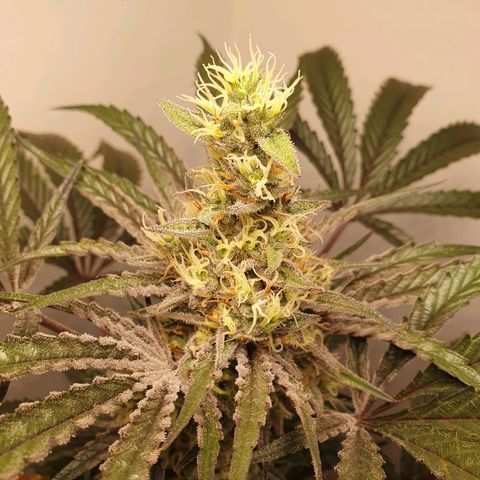 Sour Fields #1 growlog timeline photo