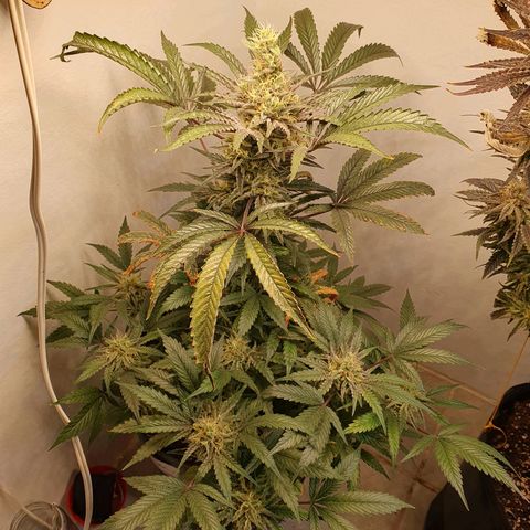 Sour Fields #1 growlog timeline photo