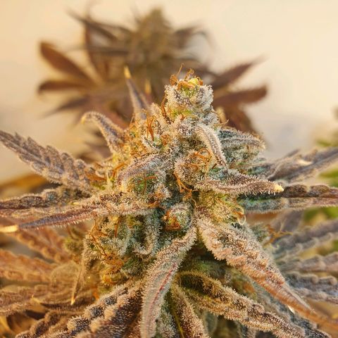 Sour Fields #2 growlog timeline photo