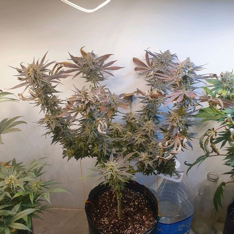 Sour Fields #2 growlog timeline photo