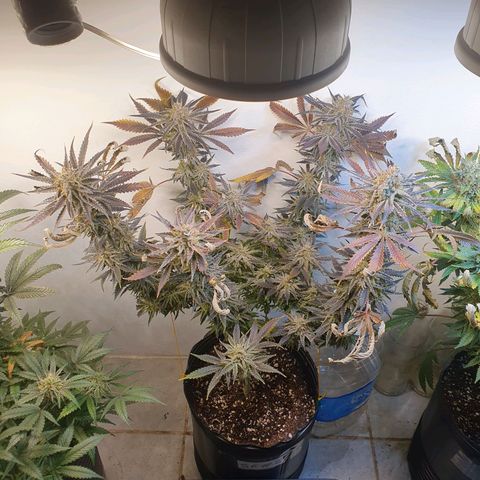 Sour Fields #2 growlog timeline photo