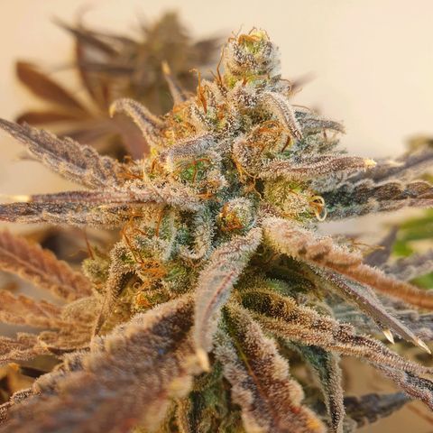 Sour Fields #2 growlog timeline photo