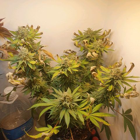 White Roquefort growlog timeline photo