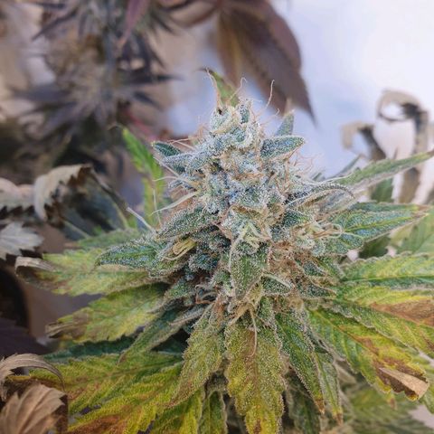 White Roquefort growlog timeline photo