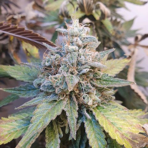 White Roquefort growlog timeline photo