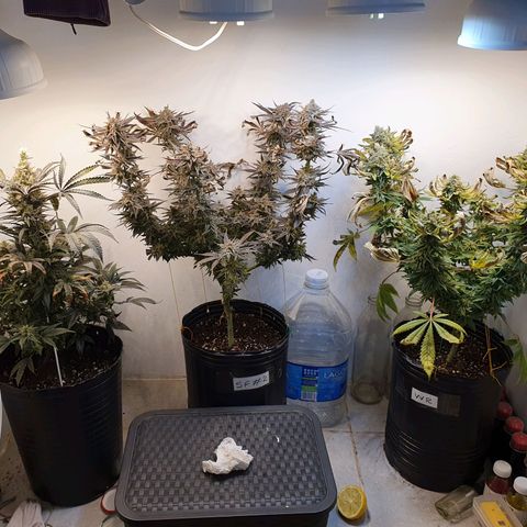 Sour Fields #2 growlog timeline photo