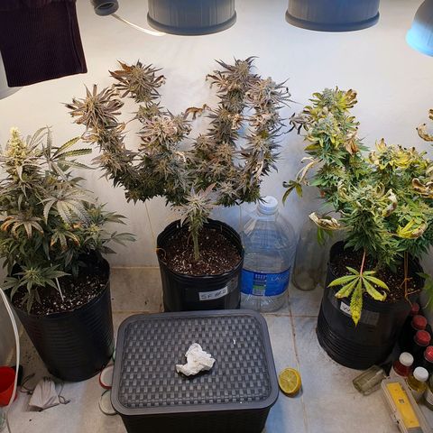 Sour Fields #2 growlog timeline photo