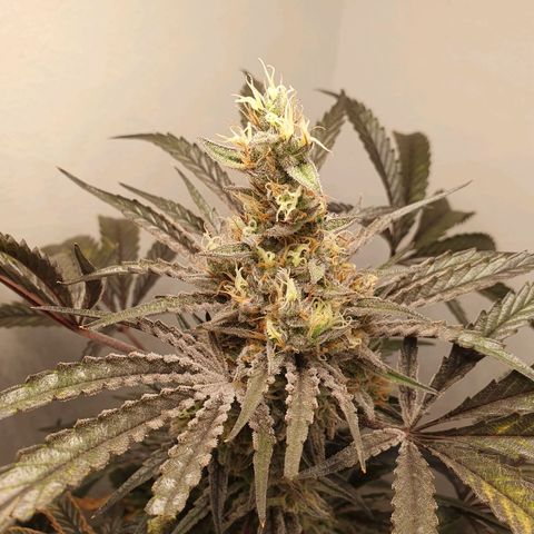 Sour Fields #1 growlog timeline photo