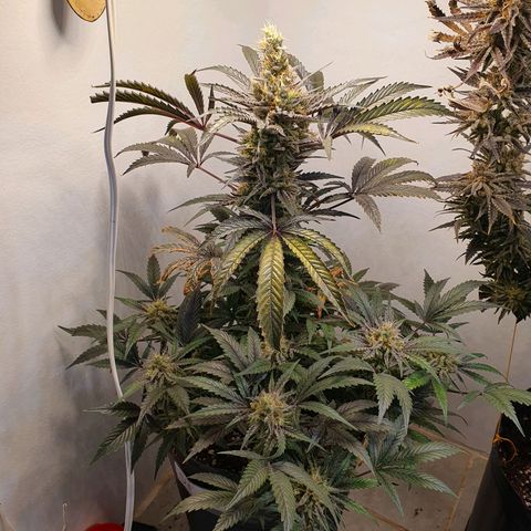 Sour Fields #1 growlog timeline photo