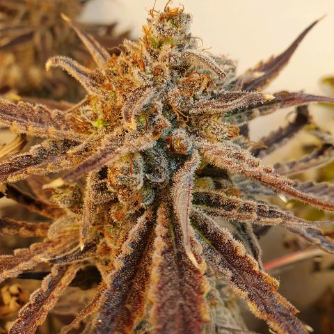 Sour Fields #2 growlog timeline photo