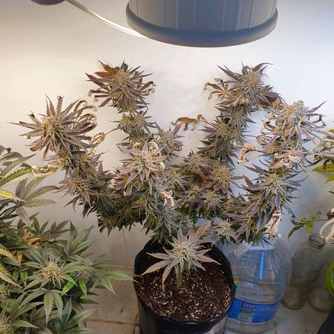 Sour Fields #2 growlog timeline photo