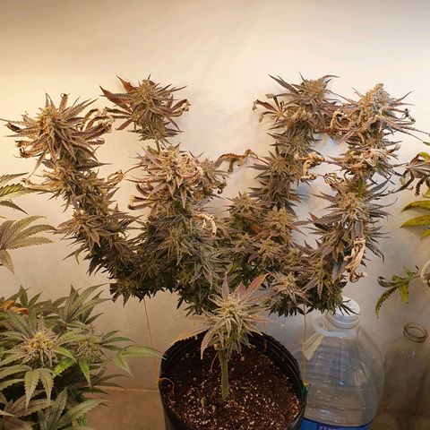 Sour Fields #2 growlog timeline photo