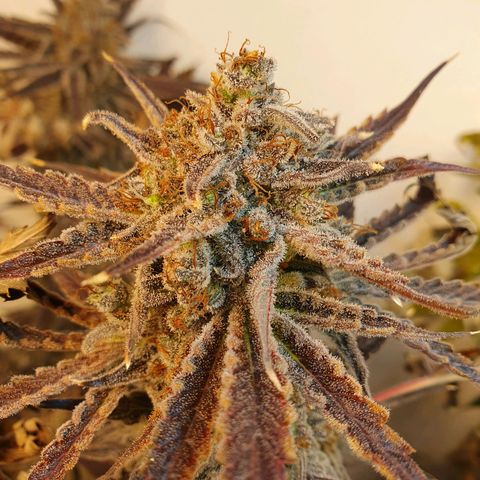 Sour Fields #2 growlog timeline photo