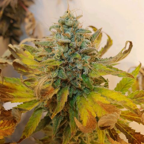 White Roquefort growlog timeline photo