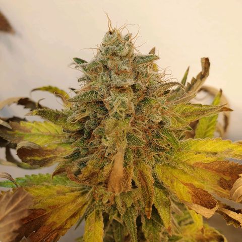 White Roquefort growlog timeline photo