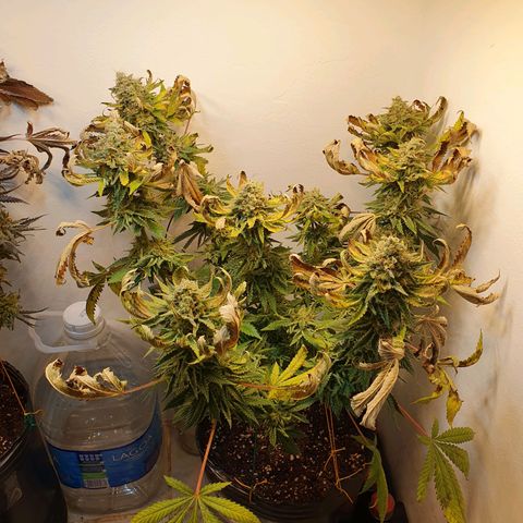 White Roquefort growlog timeline photo