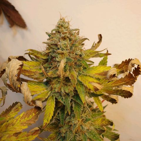 White Roquefort growlog timeline photo