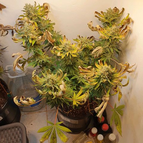 White Roquefort growlog timeline photo