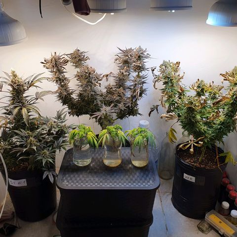 Sour Fields #2 growlog timeline photo