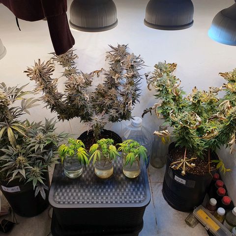 Sour Fields #2 growlog timeline photo