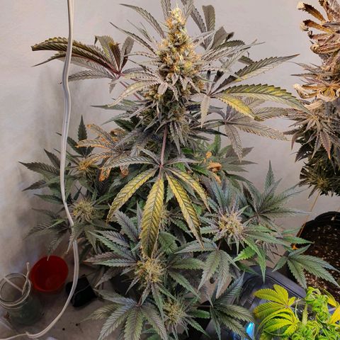 Sour Fields #1 growlog timeline photo