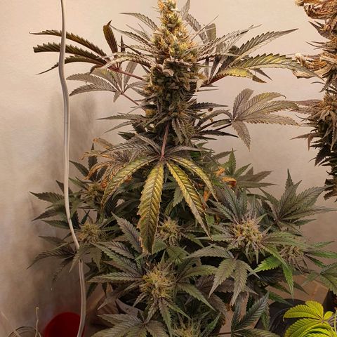 Sour Fields #1 growlog timeline photo