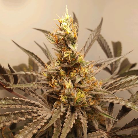Sour Fields #1 growlog timeline photo