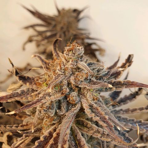 Sour Fields #2 growlog timeline photo