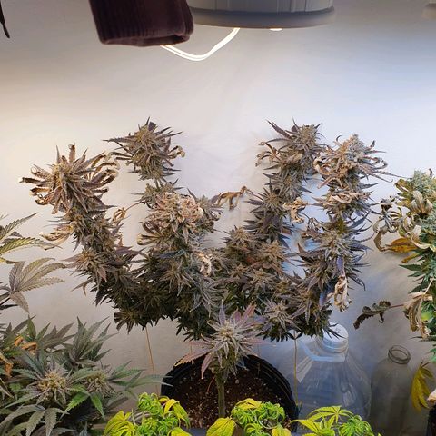Sour Fields #2 growlog timeline photo