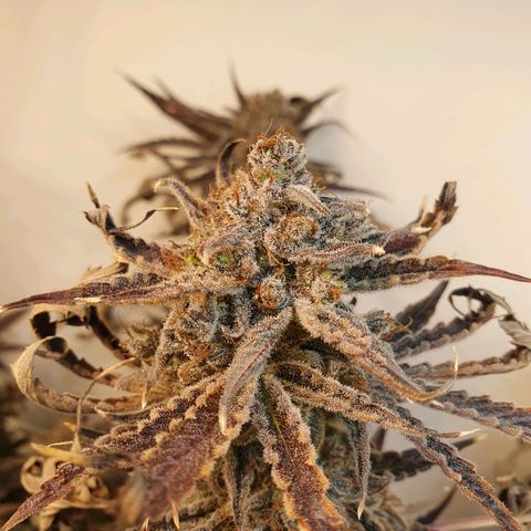 Sour Fields #2 growlog timeline photo