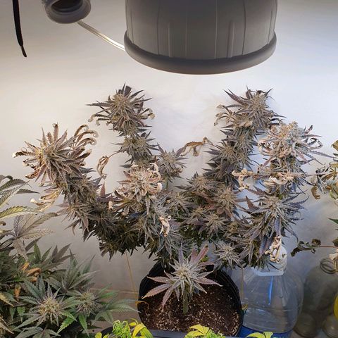Sour Fields #2 growlog timeline photo