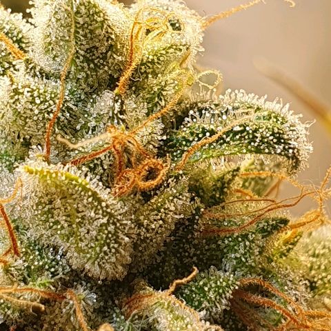 White Roquefort growlog timeline photo
