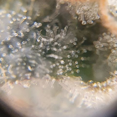 White Roquefort growlog timeline photo