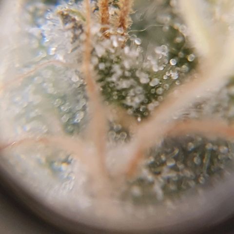 White Roquefort growlog timeline photo