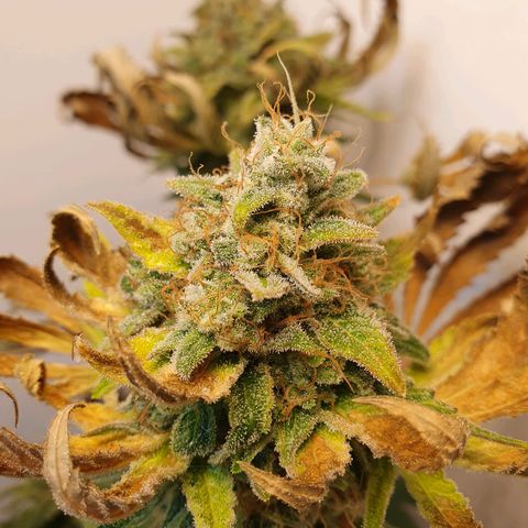 White Roquefort growlog timeline photo