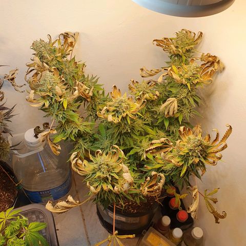 White Roquefort growlog timeline photo