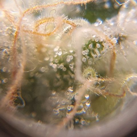 White Roquefort growlog timeline photo