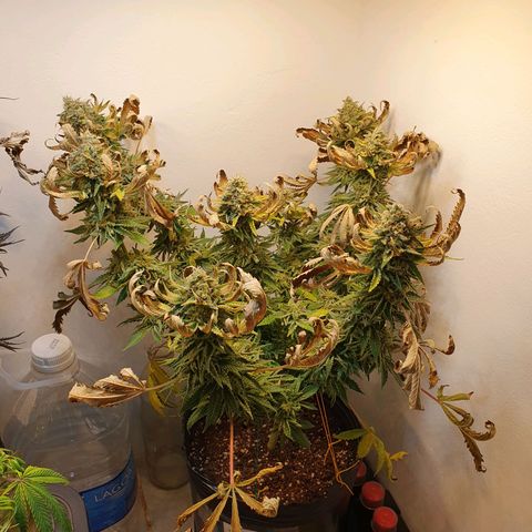 White Roquefort growlog timeline photo