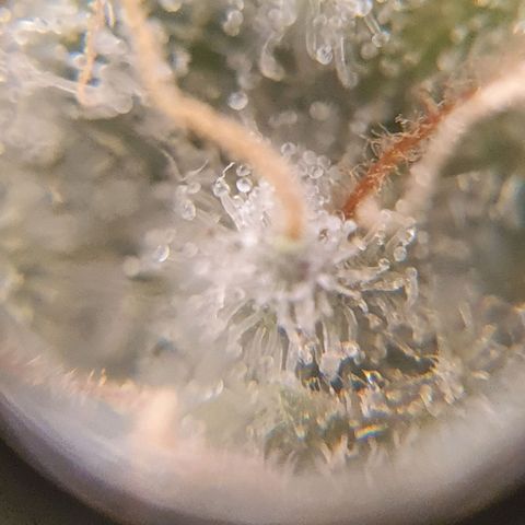 White Roquefort growlog timeline photo