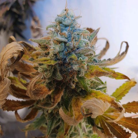 White Roquefort growlog timeline photo