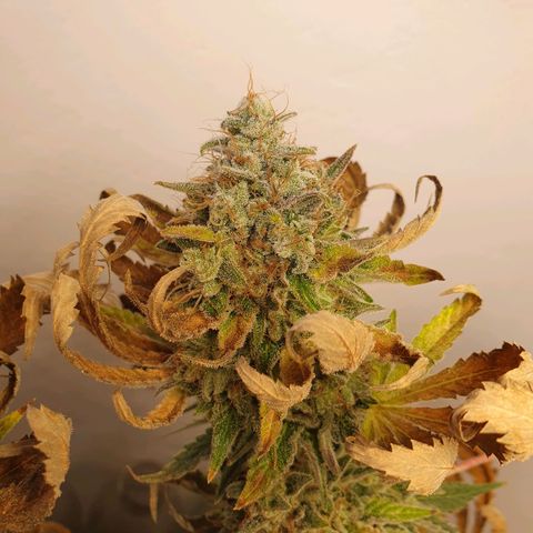 White Roquefort growlog timeline photo