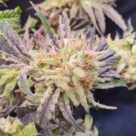 Sour Fields #1 growlog timeline photo